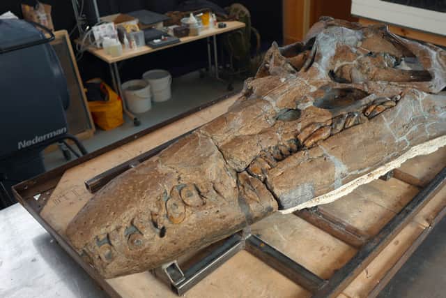 The Pliosaur skull is 2 metres long and contains 130 teeth
