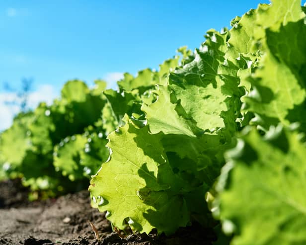 We've been putting lettuce into our salads and sandwiches for years. (Picture: Adobe Stock)