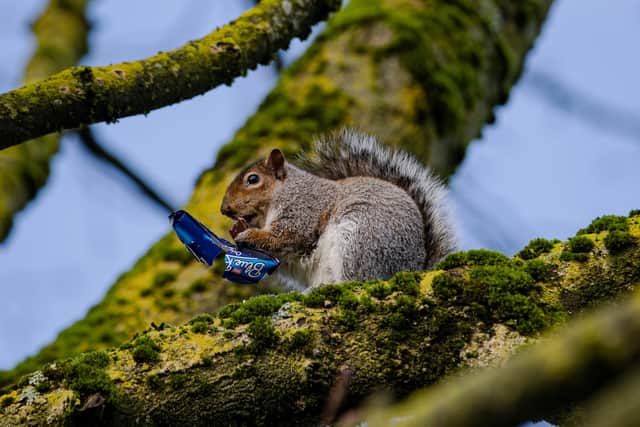The squirrels were snapped munching away on Blue Riband bars in the trees (Photo: William Lailey/SWNS)