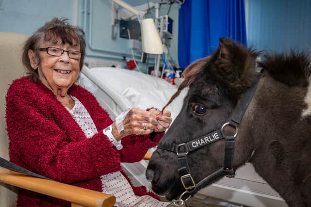 One of the therapy ponies spends time with a patient (Photo: James Linsell-Clark / SWNS)
