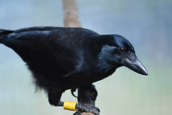 A crow (Martina Schiestl/Anglia Ruskin University/PA Wire)