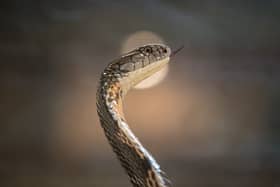 A King Cobra. (Image: Matt Cardy/Getty Images)