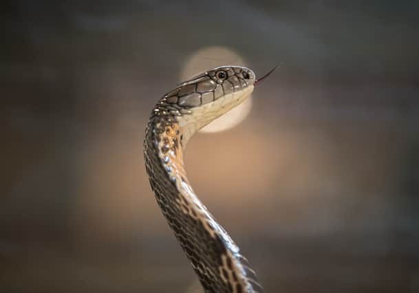 A King Cobra. (Image: Matt Cardy/Getty Images)