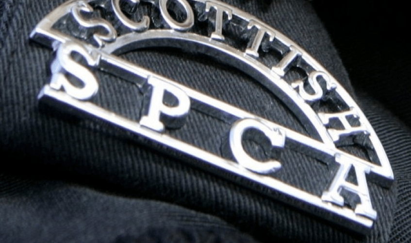The Scottish SPCA say they are concerned that without a custodial sentence for the crime, people involved in animal fighting won’t stop offending (Scottish SPCA)