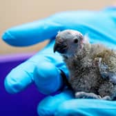 One of the two tiny Mitchell's lorikeet chicks (Chester Zoo / SWNS)