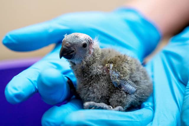 One of the two tiny Mitchell's lorikeet chicks (Chester Zoo / SWNS)