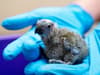 Mitchell's lorikeets: Two of 'world’s rarest parrot' chicks hatch at Chester Zoo in fight to save the species