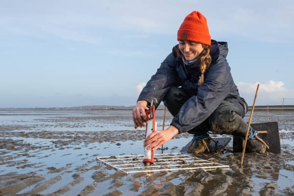 ZSL Conservationists have been trialling planting seagrass seeds using modified sealant guns (Photo: ZSL/Supplied)