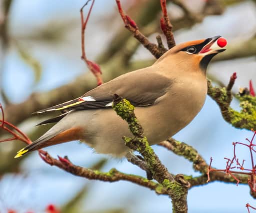 A waxwing enjoys a berry (Photo: Andrew Fusek-Peters / SWNS)