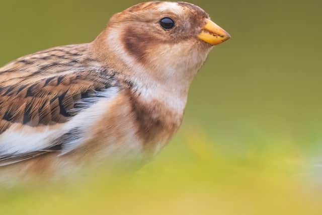 Snow buntings are also frequently hard to snap (Photo: Andrew Fusek-Peters / SWNS)