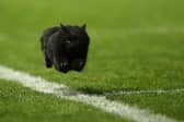 A black cat enters the field of play (Image: Cameron Spencer/Getty Images)