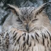A generic owl image. An owl was found to be living in a US family's Christmas tree for days. Picture: Getty