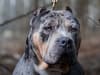 XL bully ban: Thousands of exemptions granted - with just weeks to go until new Dangerous Dogs Act rules