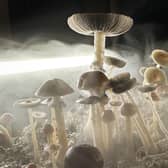 Psilocybin mushrooms stand ready for harvest in a humidified "fruiting chamber" (Image: John Moore/Getty Images)