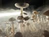 ADHD: microdosing psychedelics could help people gain more mindfulness - what are the UK laws around this?