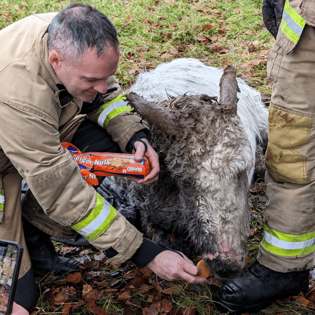 Snowie got some Ginger Nut biscuits while she recuperated (Photo: NIFRS/Facebook)