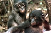 Two baby Bonobo chimpanzees (Image: DESIREY MINKOH/AFP via Getty Images)