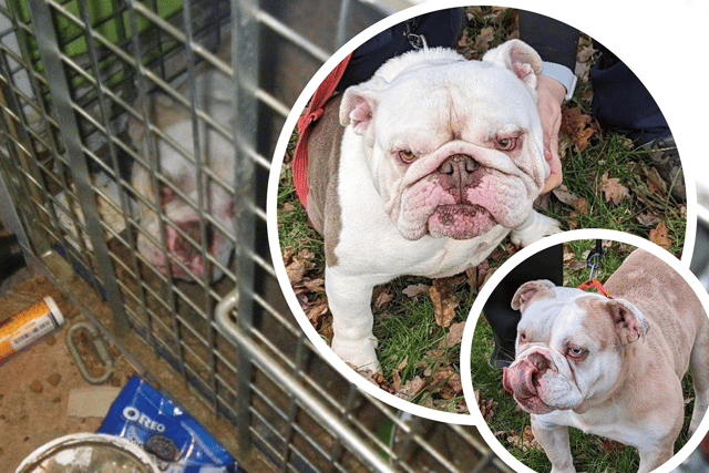 Millie and Norris were found living in squalid cages (NationalWorld/RSPCA)