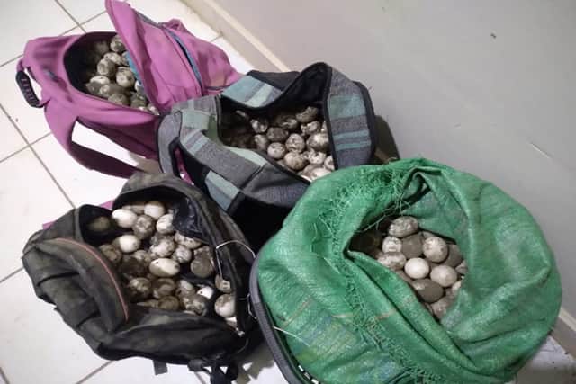 Bags of protected reptile eggs seized (Photo: Interpol)