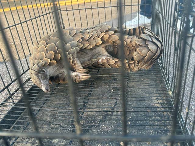 This pangolin was seized in Botswana as part of Operation Thunder (Photo: Interpol)
