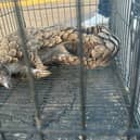 This pangolin was seized in Botswana as part of Operation Thunder (Photo: Interpol)
