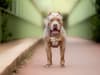 XL Bully Ban: How to apply for exemption and keep your pet