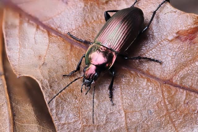 Insect populations with the steepest declines include beneficial insect species like predatory beetles (Photo: F. Vassen / SWNS)
