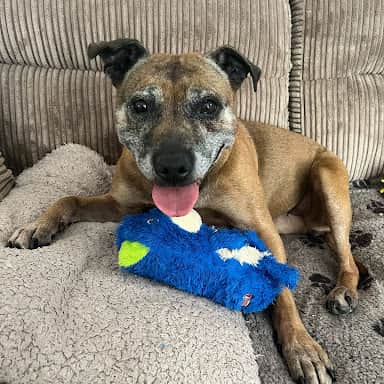 The friendly senior is doing much better now (RSPCA/SWNS)
