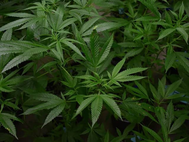 The cannabis farm was growing across four floors in the Blackpool hotel