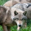 European wolves may soon lose their 'strictly protected' status (Photo: THOMAS KIENZLE/AFP via Getty Images)