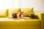Cats and dogs both come with numerous health benefits, studies have shown. (Picture: Adobe Stock)