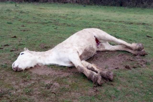 The horse's genitals had been removed (RSPCA/SWNS)