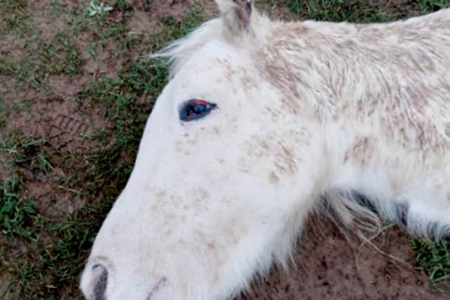 Tonto was also missing an ear (Photo: RSPCA / SWNS)