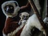 Chester Zoo: Critically endangered lemur born that could save the species from extinction