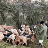The footage shows a huntsman tossing the fox to waiting hounds (Photo: Hunt Saboteurs Association)