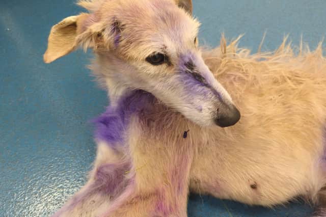 Rosie had multiple puncture wounds, which had been treated with antibiotic spray (Photo: RSPCA/SWNS)