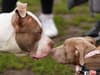 XL Bully ban: What changes on 31 December for dog owners - as first stage of breed ban comes into effect
