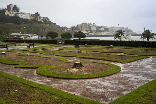 The historic palm trees which have been felled in Torquay (Daniel Dayment / SWNS)
