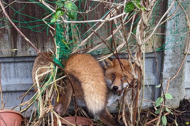 This little fellow become badly tangled in garden netting (Photo: RSPCA/Supplied)
