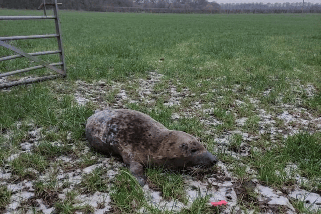 This young grey seal had bounced across three fields after swimming 18 miles upstream from the sea (Photo: RSPCA/Supplied)