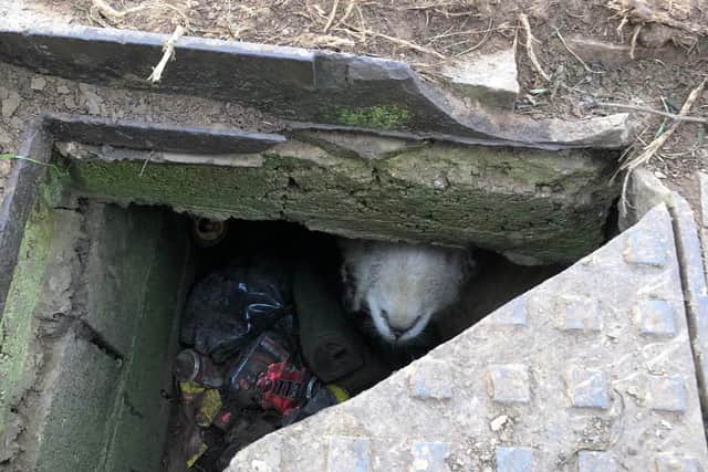 The sheep peeking up at her rescuers from the manhole (Photo: RSPCA/Supplied)