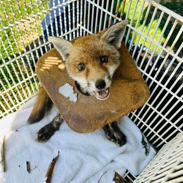 This young fox had a piece of litter stuck on its head for three weeks (Photo: RSPCA/Supplied)