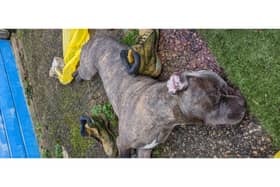 The death of an XL Bully dog set on fire just hours before a ban on the breed came into force is being investigated. The muscular brown dog suffered extensive burns to his front paws and a fractured skull before his body was discovered in an alleyway on Saturday (Dec 30).
Picture: RSPCA / SWNS
