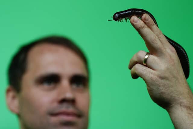 Zookeeper Sam adds a giant millipede to the tally (Aaron Chown/PA Wire)