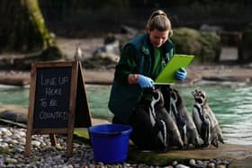 Zookeeper Jess counts Humboldt penguins during the annual stocktake at ZSL's London Zoo (Aaron Chown/PA Wire)