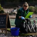 Zookeeper Jess counts Humboldt penguins during the annual stocktake at ZSL's London Zoo (Aaron Chown/PA Wire)