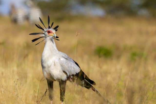 The Secretary bird is now on the brink of extinction (Photo: Darcy Ogada/The Peregrine Fund)
