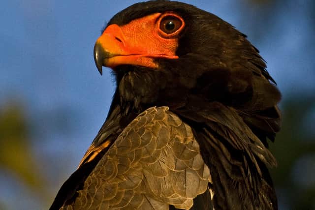 The Bateleur, another iconic species, has disappeared from some areas altogether (Photo: Andre Botha/The Peregrine Fund)