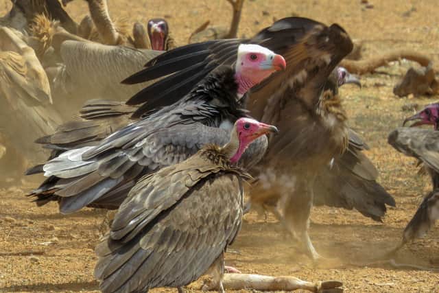 Many vulture species, like these hooded and white-headed vultures, have long faced persecution from poachers (Photo: Darcy Ogada/The Peregrine Fund)