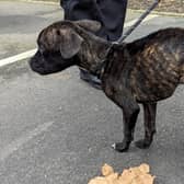 The starving and emaciated dog, named Chestnut by RSPCA staff, had been abandoned in a flat block in Tottenham.  .  